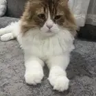 قط شيرازي معقم