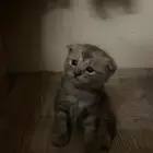 قطط للبيع الام واولادها