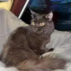 قطة شرازيه للبيع