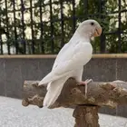 روز اليف وهدد داخلي وخارجي ((نشبه))
