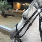 حصان واهو ازرق