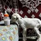 طلي رفيدي عمره يومين منزلي