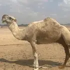 قعود على الهدب