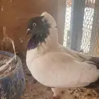 أنثى حمام ارباش سوداني أمريكي