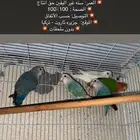 حبات روز مجهولين الجنس