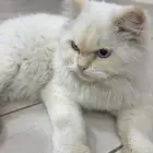 قطه للتبني ذكر عمره 8 اشهر