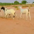 ماعز مقنوي
