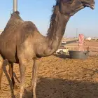 لقحه مجهم طيبه