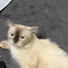 هامالايا ذكر للتبني