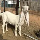 مراح معزا مطورات صنف