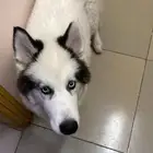 كلب هاسكي