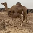 ناقه خلفه كفو