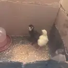 صيصان رومي للبيع