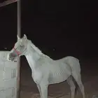 اسلام عليكم اعرض لكم حصان شعبي قطعه توب ماشاءالله