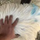 عنز حايل