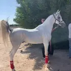 حصان فحل واهو