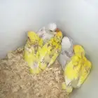 فروخ روز واسعار مميزه