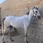 فرس ومهره للبيع جميع خيل