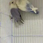 للبيع زوج روز ابرق نوادر