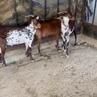 العرضية الجنوبية