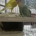 جوز روز
