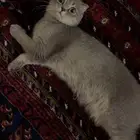 للبيع سكوتش فولد بريتش أنثى