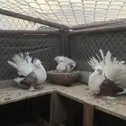 حمام هزازي