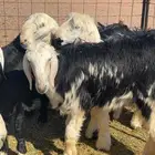 طليان نجد طيبه للبيع