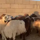 بهم نعيم جذعان ومهجن