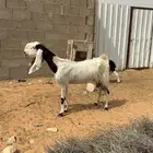 عنز معها خروف روم وسلم