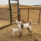 ماعز دفيع ومواليد جدة الغولا