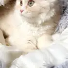 قط انثى هملايا