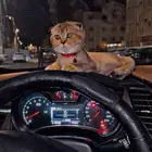 قطط للبيع
