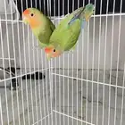 للبيع روز غير اليف