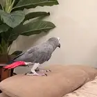 كا.سكو للبيع