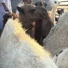 حشو فل شحم