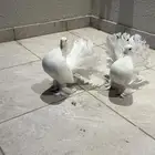 حمام رقاص هندي ابيض توب