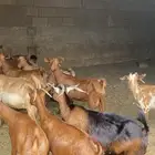 معزا دهم للبيع