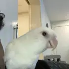 روز البينو أليف