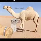 زمول مسبله للجميع
