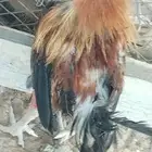 ديكه البيع من 30 الموقع المويه الجديد