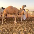 عشراء ضروبه سنها نصوف طيبه جدا وتحتها بكره وضحى طيبه برماح