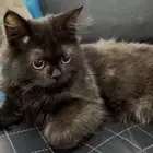 بسة   قطة للتبني