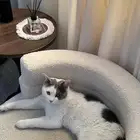 قطط للتبني
