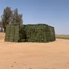 برسيم