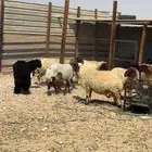 نعيم دفيع