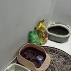 مستلزمات قطط