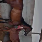 فرس لقاح ومعها مهره واهو