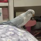 بغبغاء للبيع ذكر ب 700