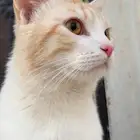 الي يحصله يقولي امانه